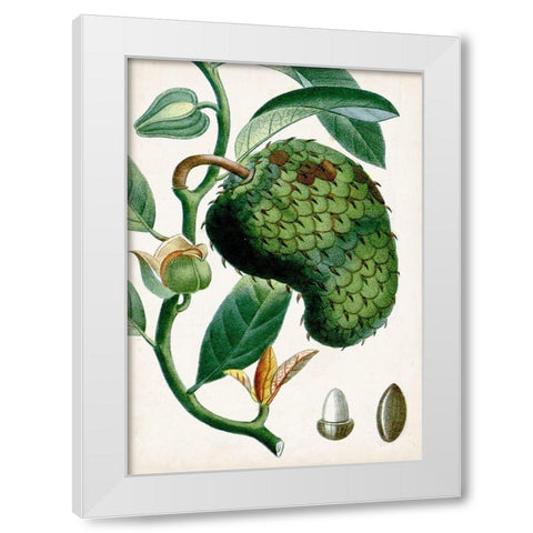 Turpin Tropical Fruit VIII White Modern Wood Framed Art Print by Turpin