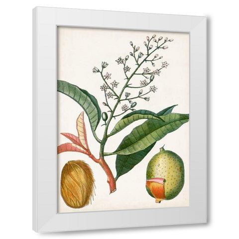 Turpin Tropical Fruit X White Modern Wood Framed Art Print by Turpin
