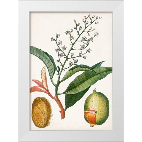 Turpin Tropical Fruit X White Modern Wood Framed Art Print by Turpin