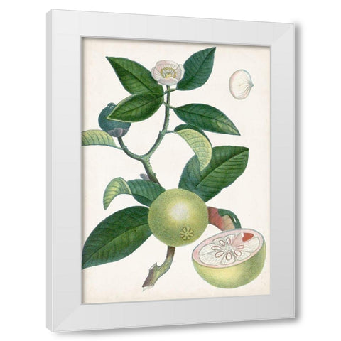 Turpin Tropical Fruit XI White Modern Wood Framed Art Print by Turpin