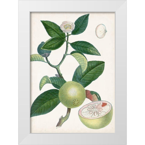 Turpin Tropical Fruit XI White Modern Wood Framed Art Print by Turpin
