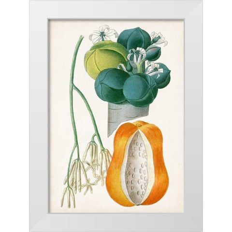 Turpin Tropical Fruit XII White Modern Wood Framed Art Print by Turpin
