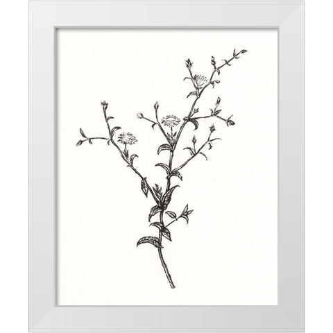 Wild Bloom Sketch II White Modern Wood Framed Art Print by Warren, Annie