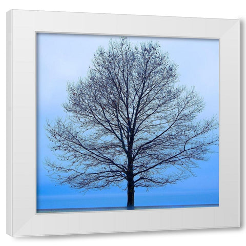 November Tree White Modern Wood Framed Art Print by McLoughlin, James