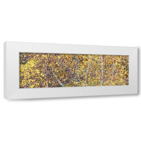 Tree Panorama III White Modern Wood Framed Art Print by McLoughlin, James