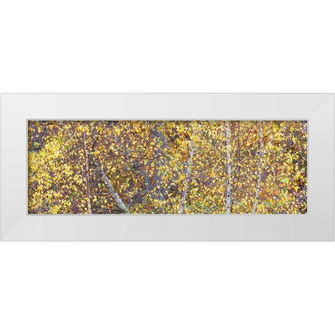 Tree Panorama III White Modern Wood Framed Art Print by McLoughlin, James