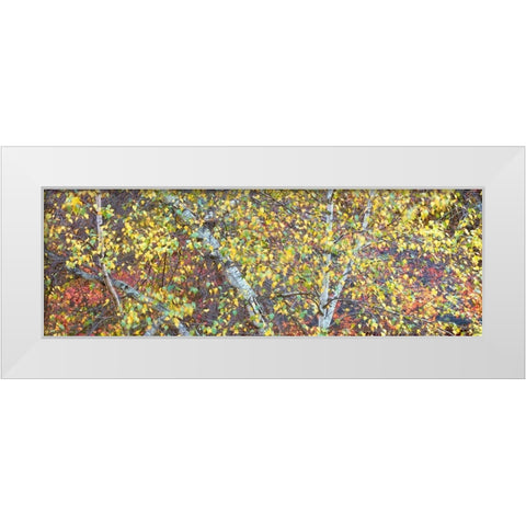 Tree Panorama IV White Modern Wood Framed Art Print by McLoughlin, James