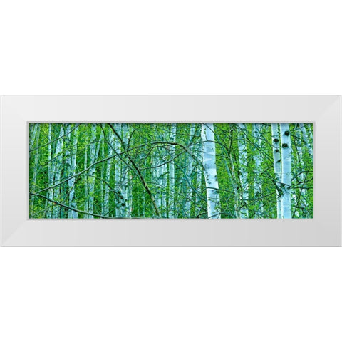 Tree Panorama V White Modern Wood Framed Art Print by McLoughlin, James