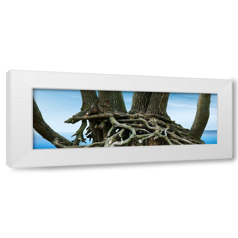 Tree Panorama VII White Modern Wood Framed Art Print by McLoughlin, James