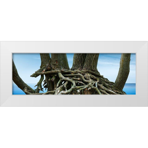 Tree Panorama VII White Modern Wood Framed Art Print by McLoughlin, James