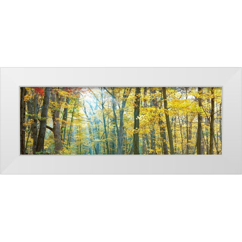 Tree Panorama VIII White Modern Wood Framed Art Print by McLoughlin, James