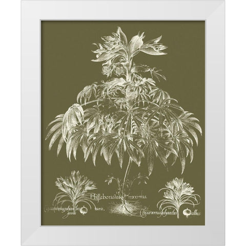 Custom Delicate Besler Botanical I White Modern Wood Framed Art Print by Vision Studio