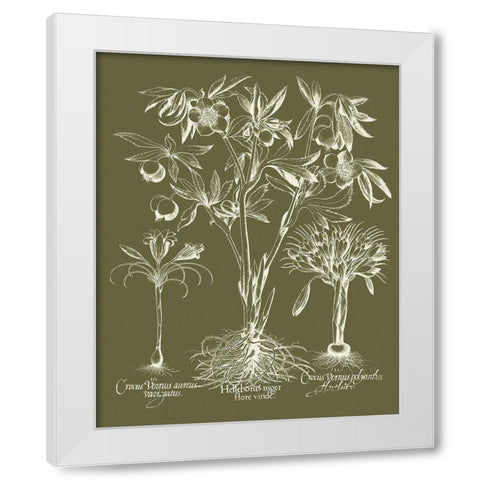 Custom Delicate Besler Botanical II White Modern Wood Framed Art Print by Vision Studio