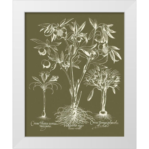 Custom Delicate Besler Botanical II White Modern Wood Framed Art Print by Vision Studio