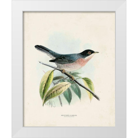 Antique Birds V White Modern Wood Framed Art Print by Unknown