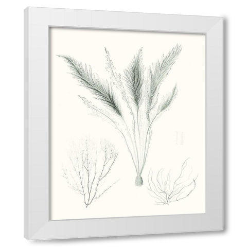 Sage Green Seaweed VIII White Modern Wood Framed Art Print by Vision Studio