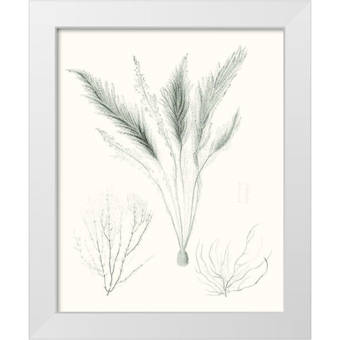 Sage Green Seaweed VIII White Modern Wood Framed Art Print by Vision Studio