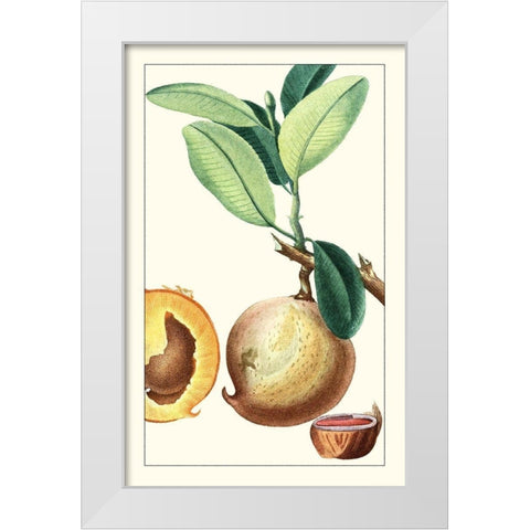 Turpin Exotic Botanical II White Modern Wood Framed Art Print by Turpin
