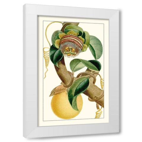 Turpin Exotic Botanical VII White Modern Wood Framed Art Print by Turpin