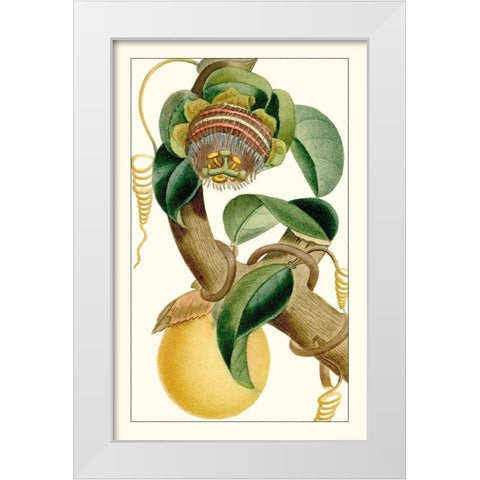 Turpin Exotic Botanical VII White Modern Wood Framed Art Print by Turpin