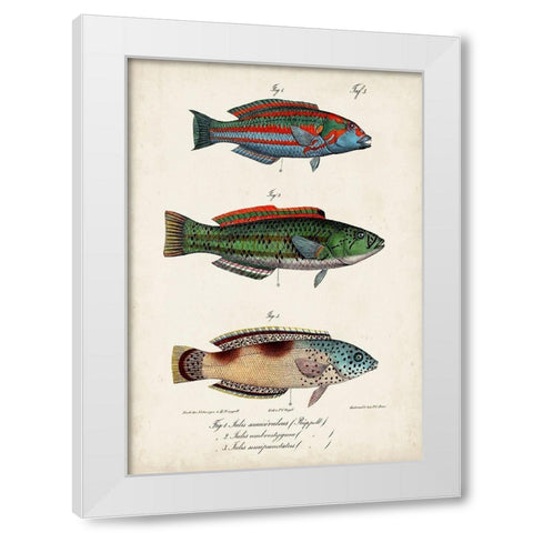 Antique Fish Trio I White Modern Wood Framed Art Print by Vision Studio