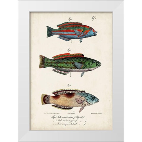 Antique Fish Trio I White Modern Wood Framed Art Print by Vision Studio