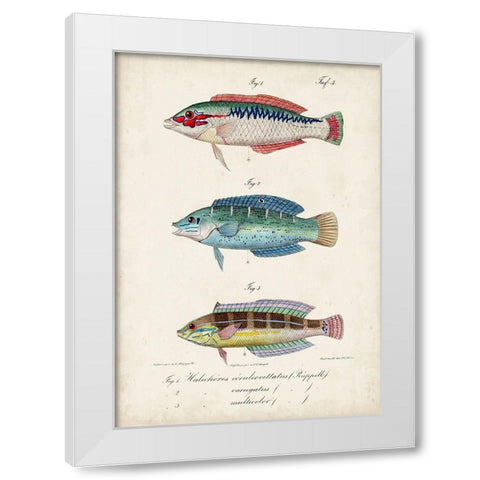 Antique Fish Trio II White Modern Wood Framed Art Print by Vision Studio