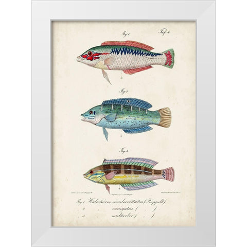 Antique Fish Trio II White Modern Wood Framed Art Print by Vision Studio