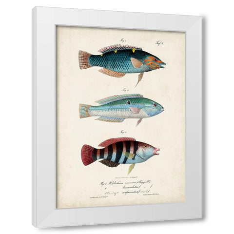 Antique Fish Trio III White Modern Wood Framed Art Print by Vision Studio
