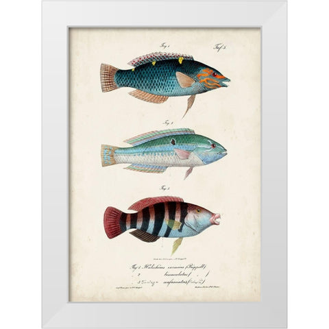 Antique Fish Trio III White Modern Wood Framed Art Print by Vision Studio