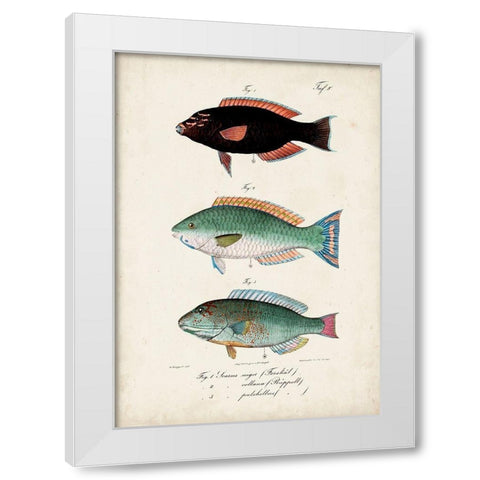 Antique Fish Trio IV White Modern Wood Framed Art Print by Vision Studio