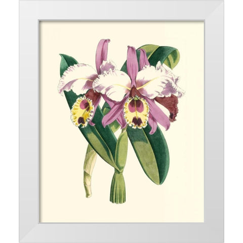 Magnificent Orchid I White Modern Wood Framed Art Print by Vision Studio