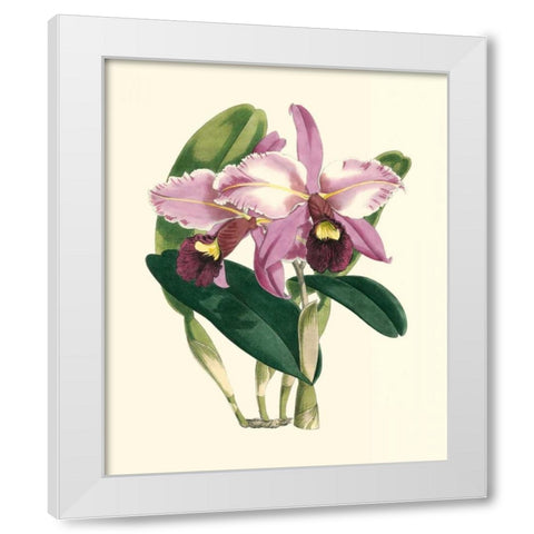 Magnificent Orchid III White Modern Wood Framed Art Print by Vision Studio