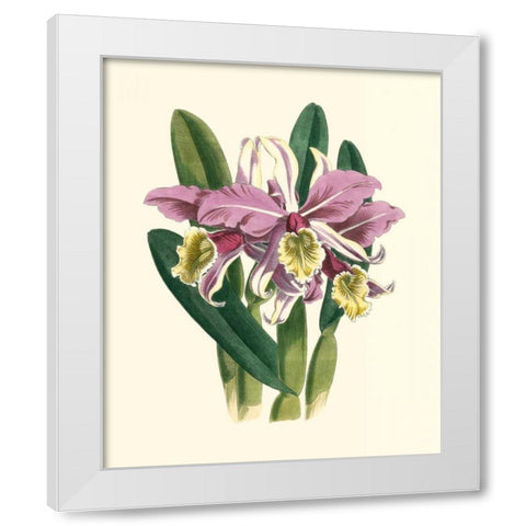 Magnificent Orchid IV White Modern Wood Framed Art Print by Vision Studio