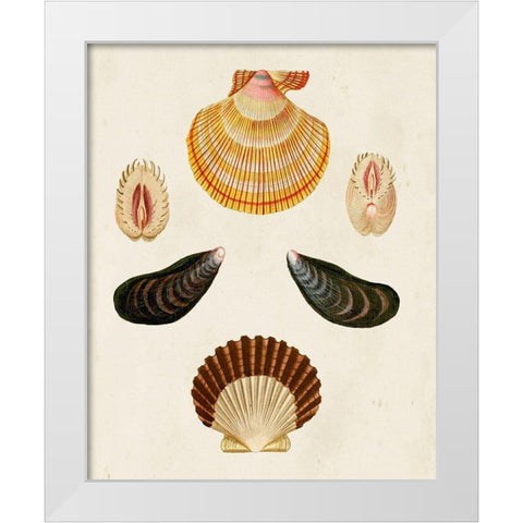 Knorr Shells I White Modern Wood Framed Art Print by Knorr, G.W.