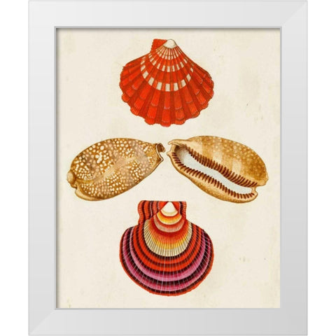 Knorr Shells II White Modern Wood Framed Art Print by Knorr, G.W.