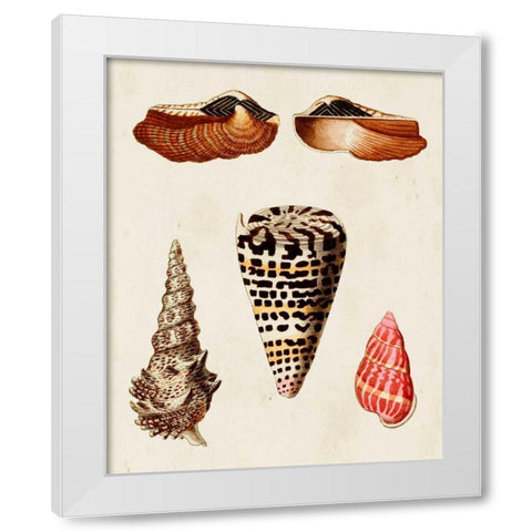 Knorr Shells III White Modern Wood Framed Art Print by Knorr, G.W.