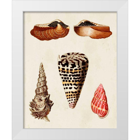 Knorr Shells III White Modern Wood Framed Art Print by Knorr, G.W.