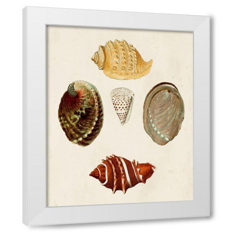 Knorr Shells IV White Modern Wood Framed Art Print by Knorr, G.W.