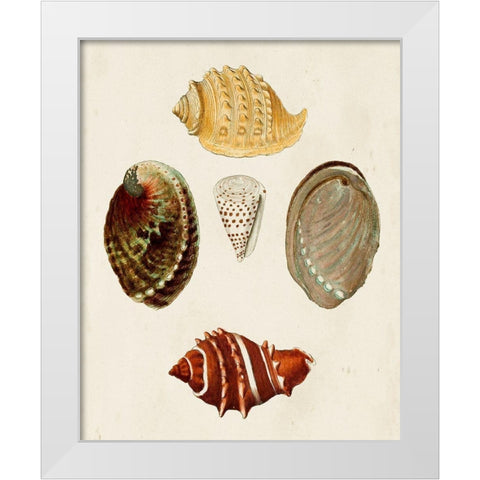 Knorr Shells IV White Modern Wood Framed Art Print by Knorr, G.W.