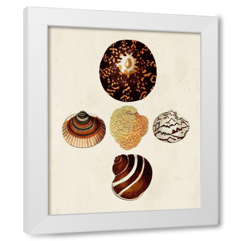 Knorr Shells V White Modern Wood Framed Art Print by Knorr, G.W.