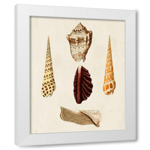 Knorr Shells VI White Modern Wood Framed Art Print by Knorr, G.W.