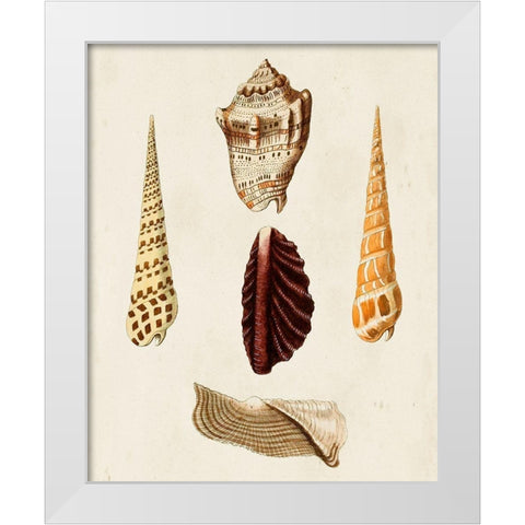Knorr Shells VI White Modern Wood Framed Art Print by Knorr, G.W.