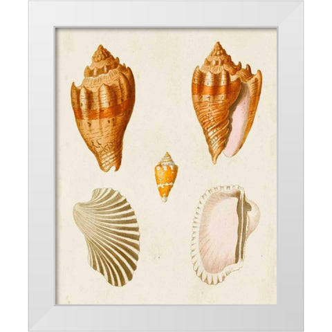 Knorr Shells VII White Modern Wood Framed Art Print by Knorr, G.W.