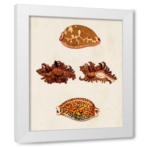 Knorr Shells VIII White Modern Wood Framed Art Print by Knorr, G.W.