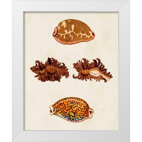 Knorr Shells VIII White Modern Wood Framed Art Print by Knorr, G.W.