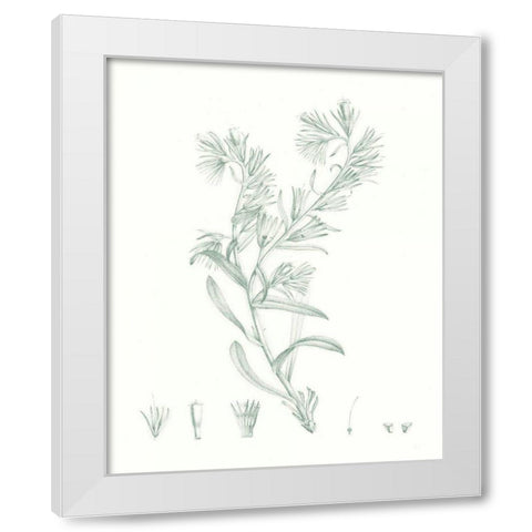 Botanical Study in Sage II White Modern Wood Framed Art Print by Vision Studio