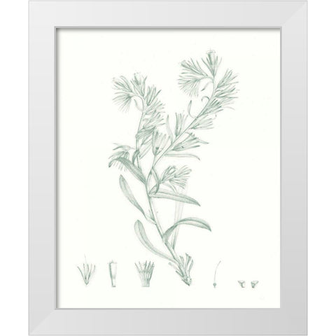 Botanical Study in Sage II White Modern Wood Framed Art Print by Vision Studio