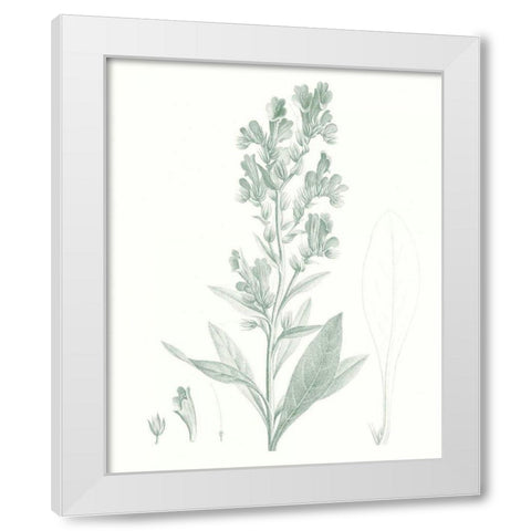 Botanical Study in Sage III White Modern Wood Framed Art Print by Vision Studio