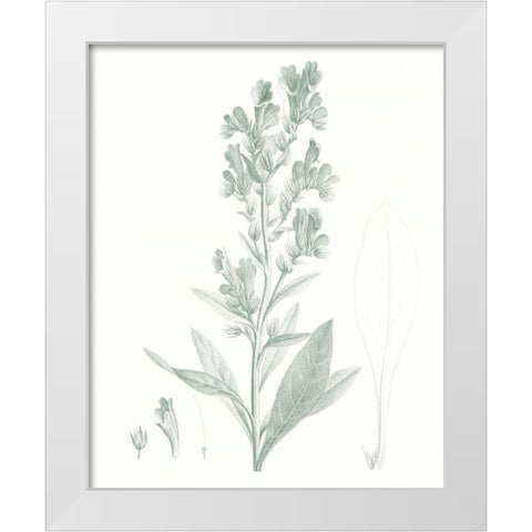 Botanical Study in Sage III White Modern Wood Framed Art Print by Vision Studio
